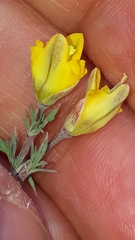 Hypecoum procumbens