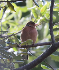 Fringilla coelebs