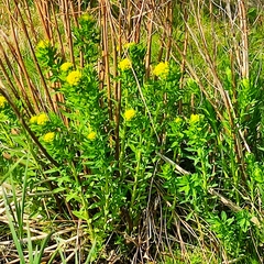 Euphorbia palustris