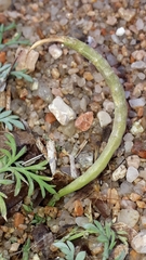 Hypecoum procumbens