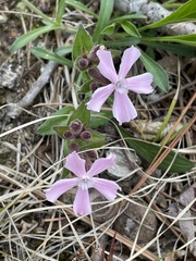 Silene caroliniana