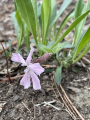 Silene caroliniana