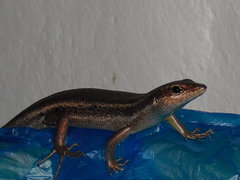 Trachylepis sechellensis