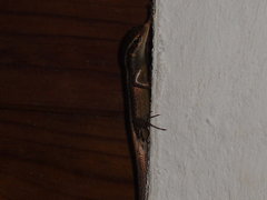 Trachylepis sechellensis