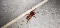 Dysdera
