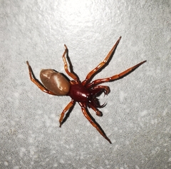Dysdera