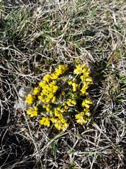 Draba aizoides
