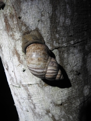 Porphyrobaphe iostoma