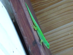 Phelsuma sundbergi