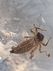 Cordulegaster boltonii