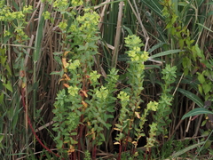 Euphorbia hirsuta