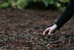 Psathyrella corrugis