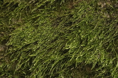 Hypnum cupressiforme filiforme