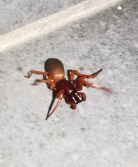 Dysdera