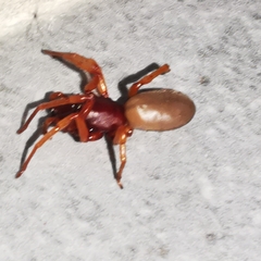 Dysdera