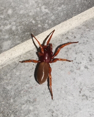 Dysdera