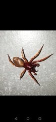 Dysdera