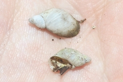 Succinea bermudensis