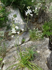 Anthericum baeticum