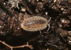 Agabiformius lentus
