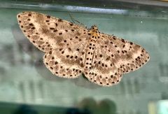 Percnia