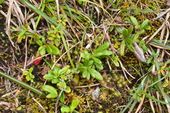 Berberis chingshuiensis