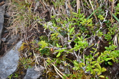 Berberis chingshuiensis