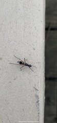 Rainieria antennaepes