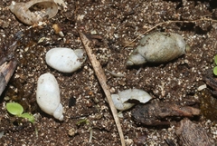 Succinea bermudensis