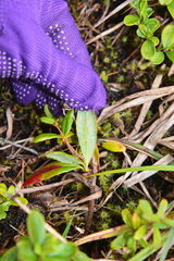 Berberis chingshuiensis