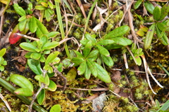 Berberis chingshuiensis