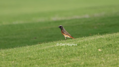 Phoenicurus phoenicurus