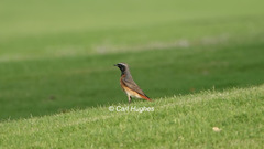 Phoenicurus phoenicurus