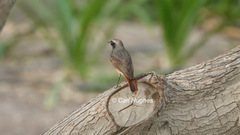 Phoenicurus phoenicurus