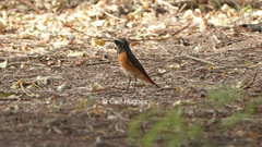 Phoenicurus phoenicurus