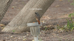 Phoenicurus phoenicurus