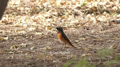 Phoenicurus phoenicurus