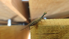 Raphidiidae