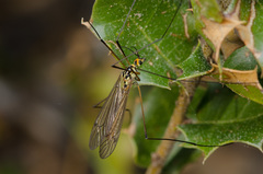 Nephrotoma submaculosa