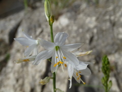 Anthericum baeticum