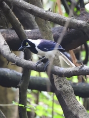 Cyanocorax mystacalis