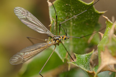 Nephrotoma submaculosa
