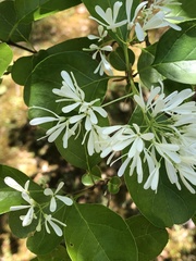 Chionanthus retusus