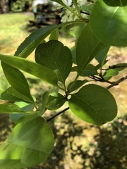 Chionanthus retusus