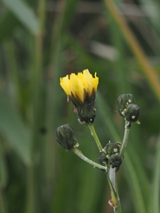 Sonchus aquatilis