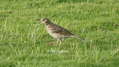 Anthus trivialis