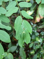 Polyura hebe
