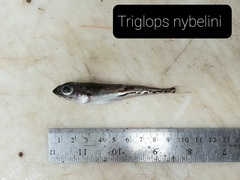 Bigeye Sculpin photo 3