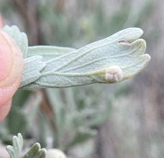 Rhopalomyia hirtipomum