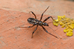Rhynocoris cuspidatus
